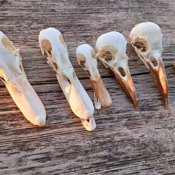 6 skulls of wild and domestic birds