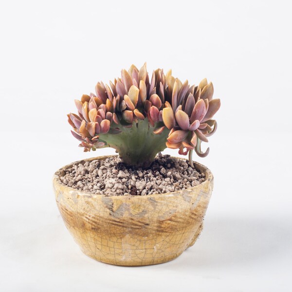 Graptoveria Fred Ives Crested Succulent special one of a kind succulent collection
