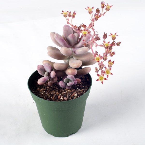 Lavender Pebbles (Graptopetalum amethystinum) Succulent  for your water smart garden or table top container wedding favors  party favors