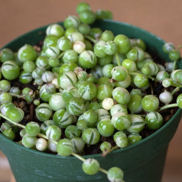 Variegated String of Pearls  currently in  4"pot rare succulent hard to find succulents