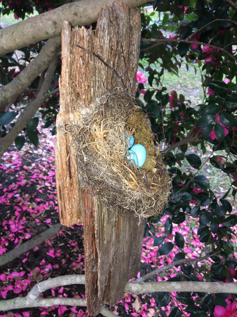 Bird Nest Blue Eggs on Barn Wood Pecky Cypress Wall Decor Hanging