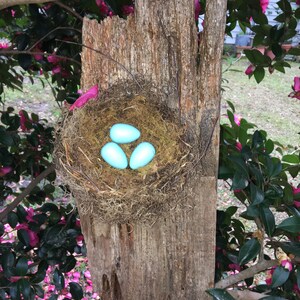 Vogel Nest blaue Eier auf Scheune Holz pecky Zypresse Wand Dekor hängen rustikal
