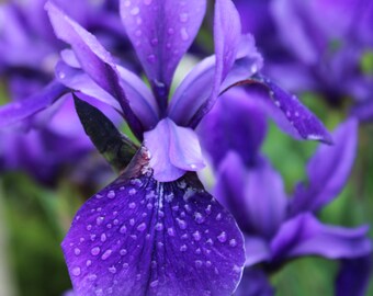 Purple Flower