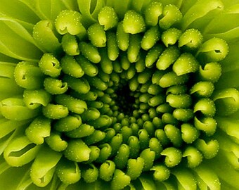 CHRYSANTHEMUM Flower, Art Print, Flower Print, Photography Print, Artist Signed Print