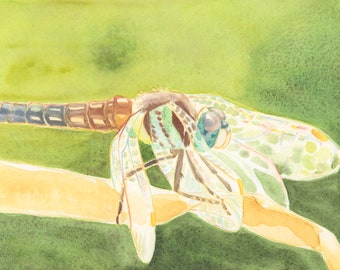 La libellula estiva ORIGINALE WATERCOLOR