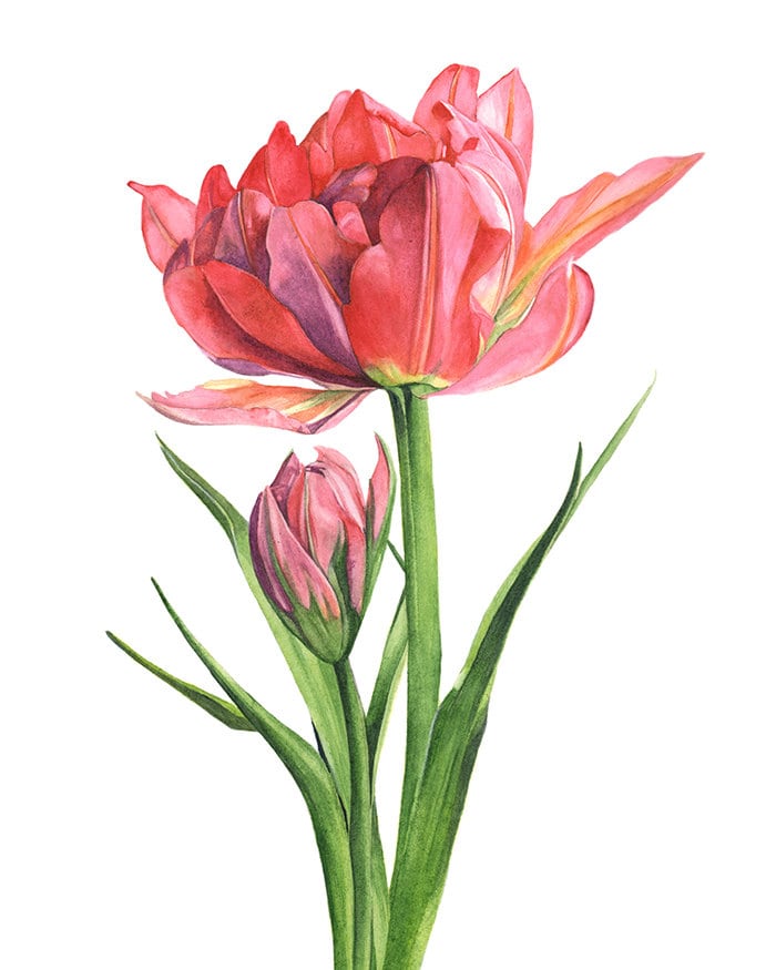 Tulip watercolour print tulip watercolor painting | Etsy