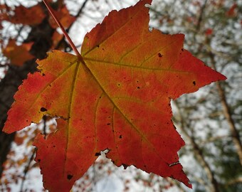 Beautiful Orange Maple Leaf.  Fall Foliage Still on the Tree.  Digital Download Photograph.
