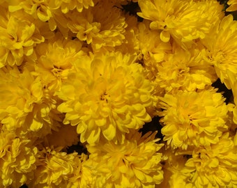 Beautiful Bright Sunshine Yellow Fall Mums.  Digital Download Photograph.