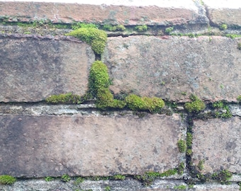 Stone Gray Brick Wall with Bright Green Moss Growing in the Mortar.  Digital Download Photograph.