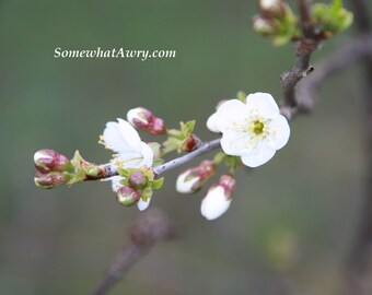 Apple Tree Blossom.  Digital Download High Resolution Photograph.