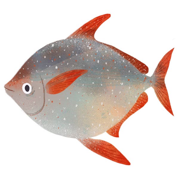 Art Print Illustration - Opah Ocean Moonfish