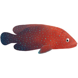Art Print Illustration - Red Miniatus Grouper Fish