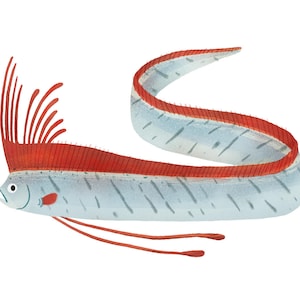 Art Print Illustration - Oarfish Sea Serpent