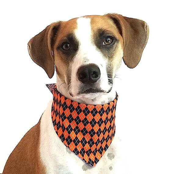 halloween dog bandana