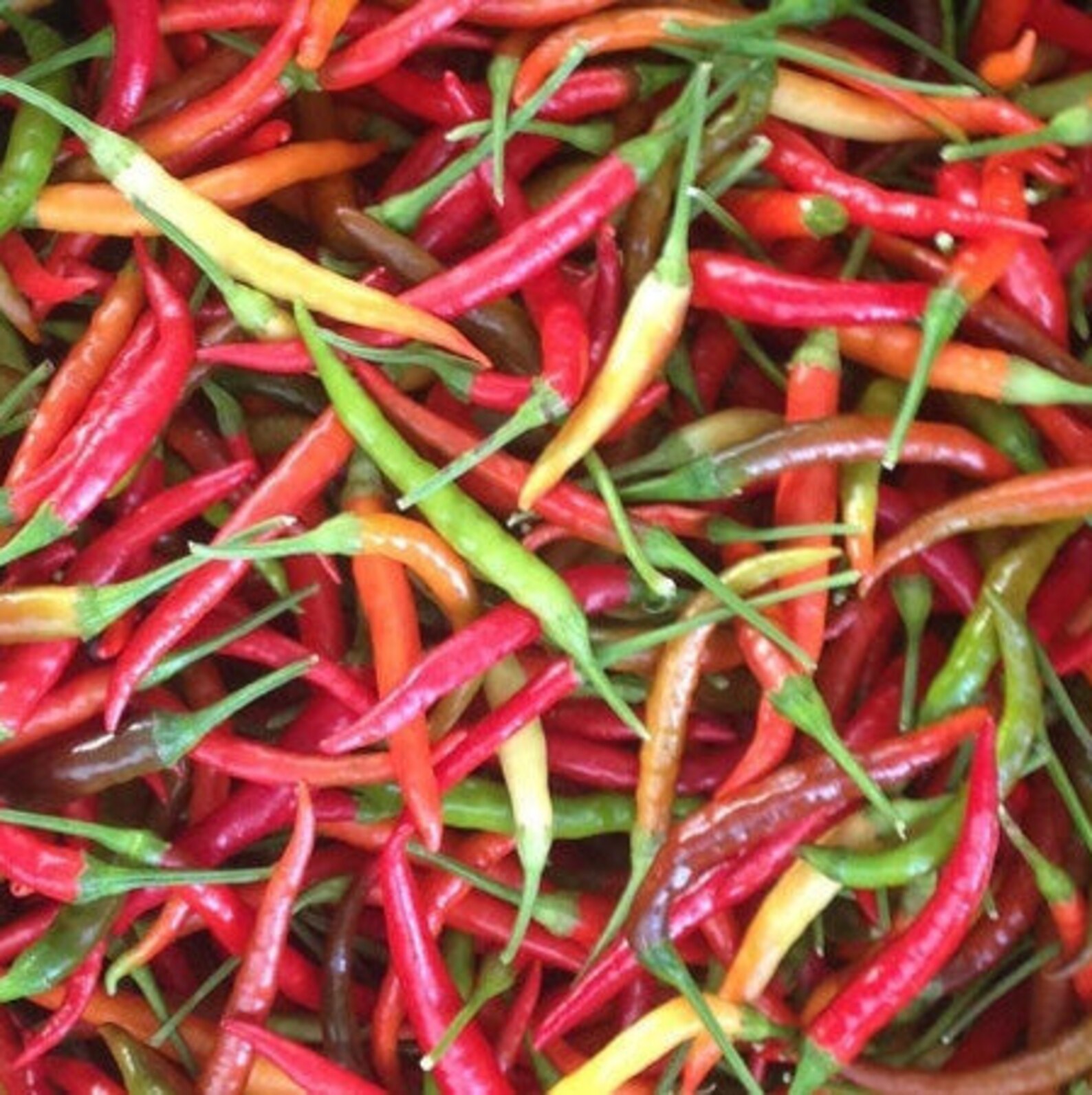 West Indian Pepper Sauce From the Caribbean Guyana 16.91oz Etsy