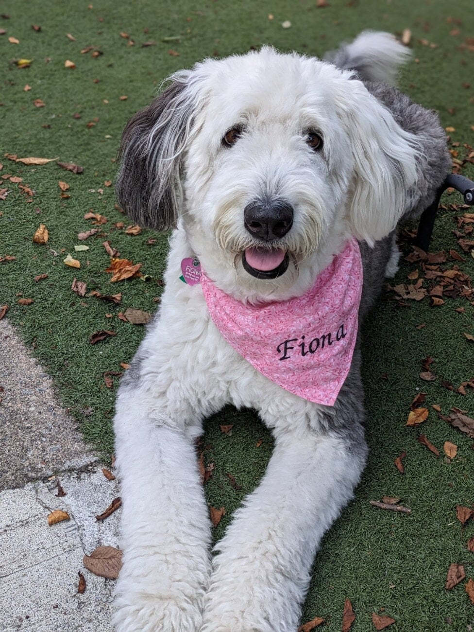 Personalized Dog Bandanas the Perfect Gift for Your Canie, Bandana Dogs