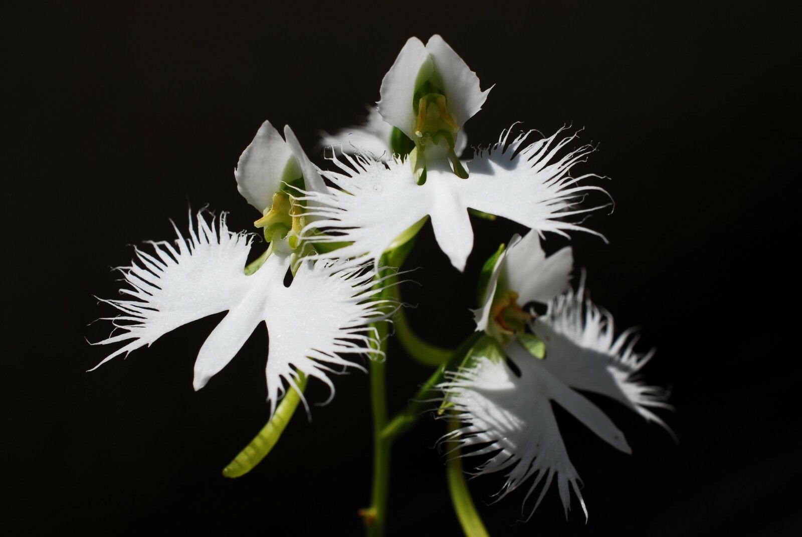 White Egret Orchid Flowers Habenaria Radiata Viable Seeds Etsy UK