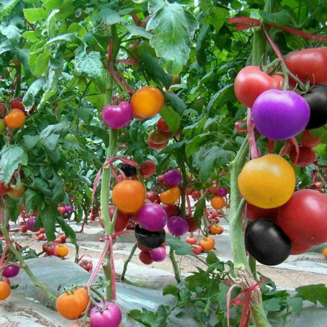 100 Rare Rainbow Tomato Tomatoe Seeds Vegetable Fruit Plant Etsy UK