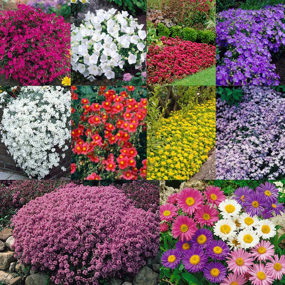 Ground Cover Creeping Perennials Flower Rainbow Colour Color Etsy Denmark