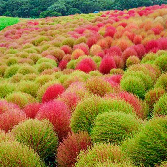 Kochia Trichophylla