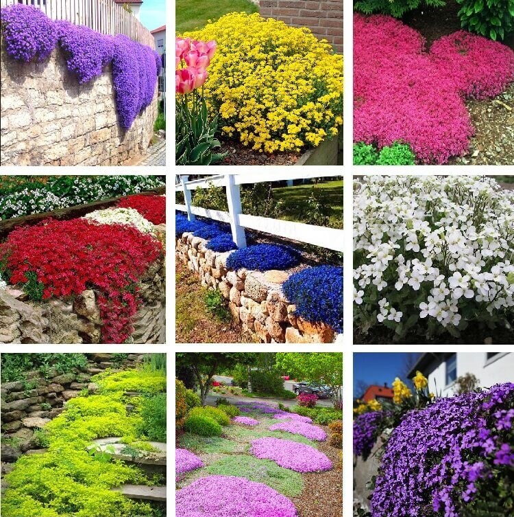 100 Seeds Creeping Thyme Color Purple White Blue Pink Rainbow Etsy UK
