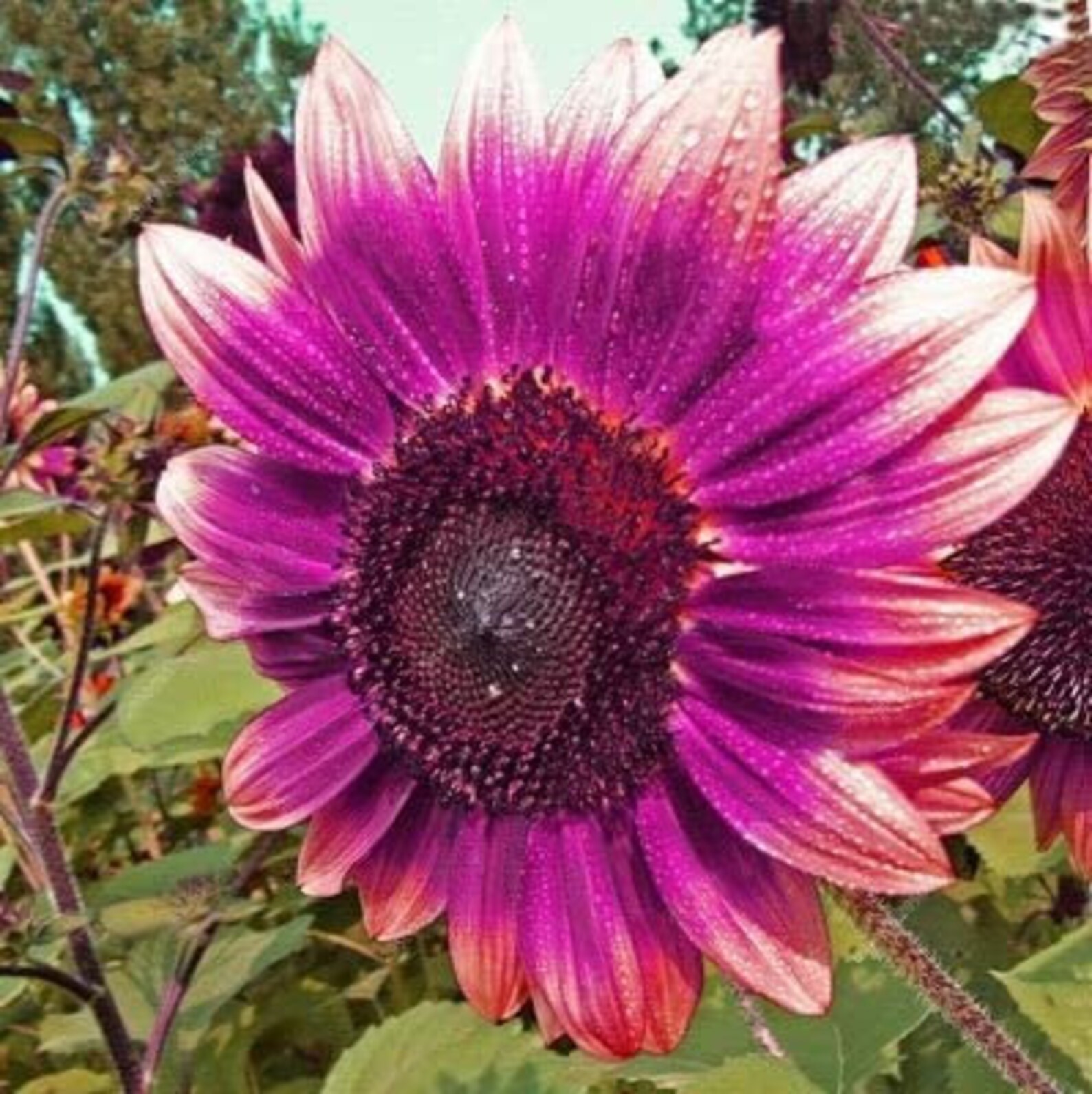 25 Purple Giant Sunflower Seeds HELIANTHUS Annus Sun Flower Etsy UK