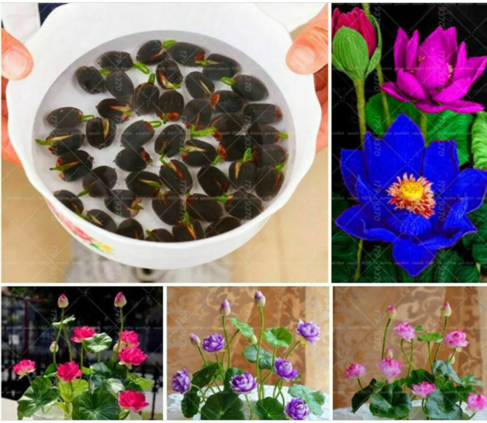 Lotus Flower Lotus Seeds Aquatic Plants Water Lily Seed 10 Pcs Etsy UK