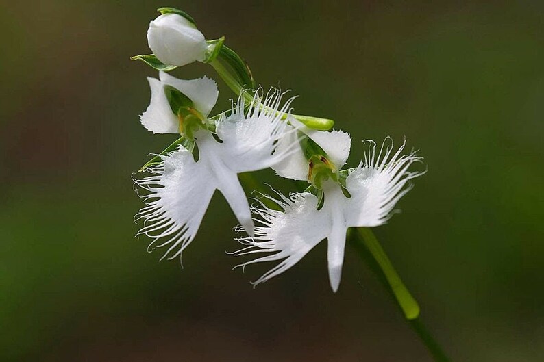 White Egret Orchid Flowers Habenaria Radiata Viable Seeds Etsy UK