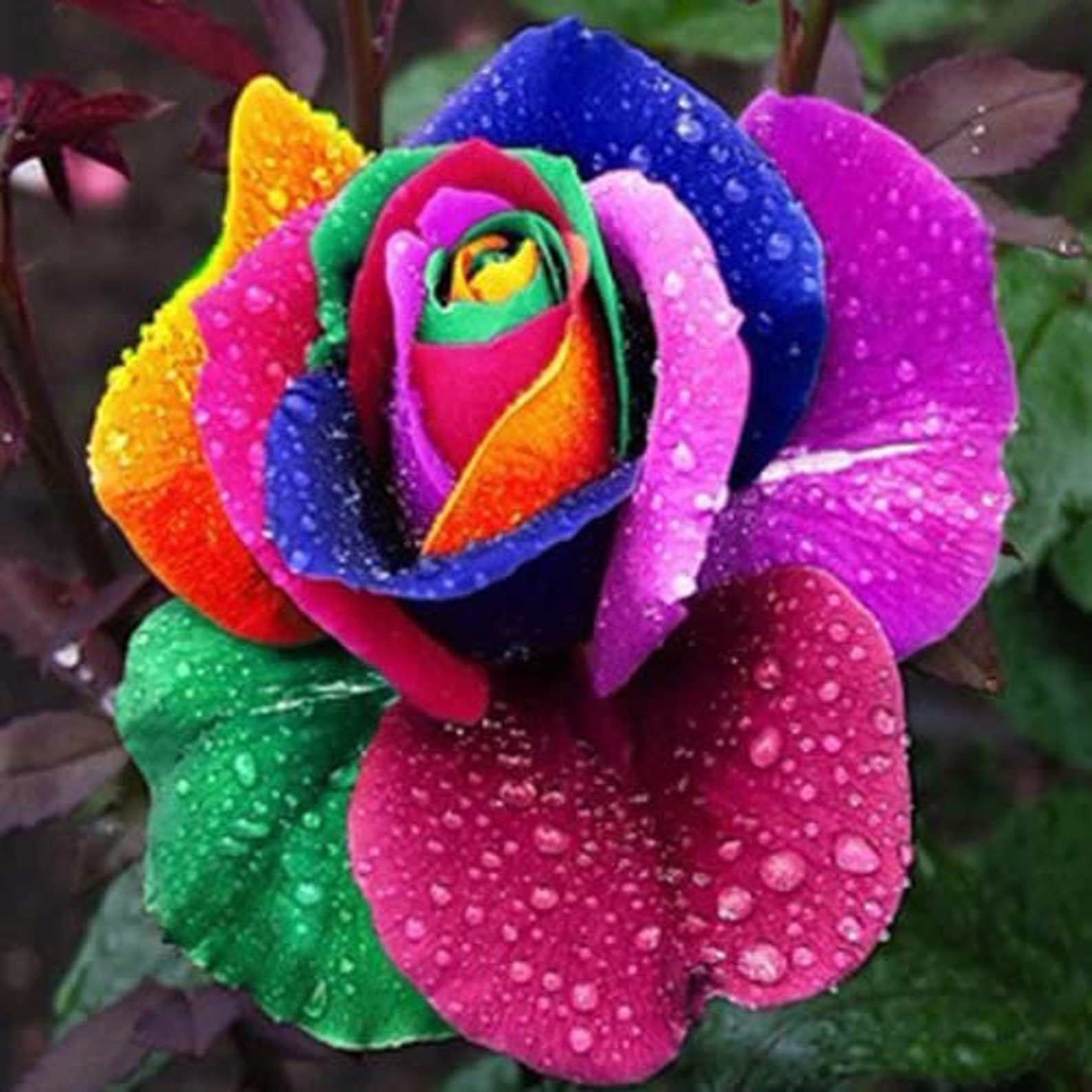 Rainbow Rose Fragrance Colorful Rainbow Rose Flower Seeds Etsy