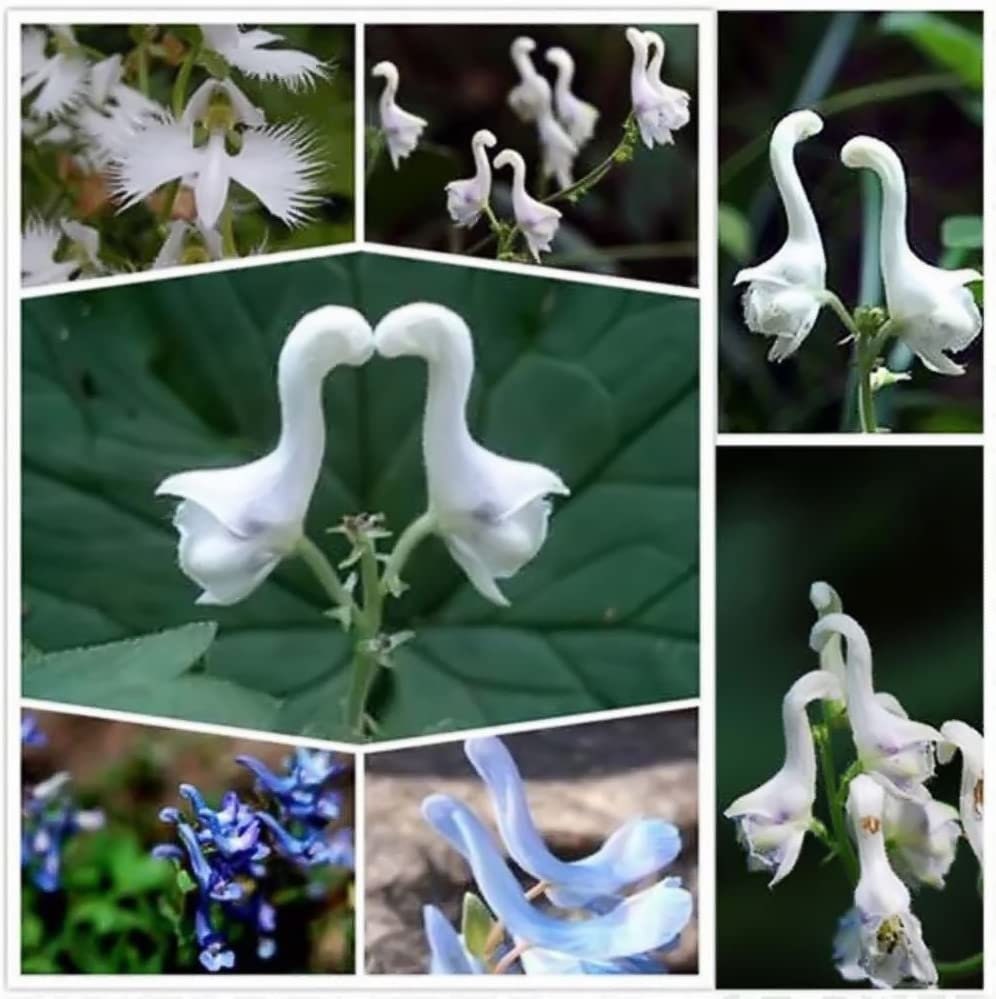 100pcs Rare Swan Flowers Seeds Characteristics Flower Seeds Etsy UK