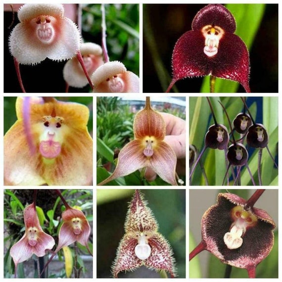 20 Cara de mono Orquídea flor semilla Flores raras Planta - Etsy México