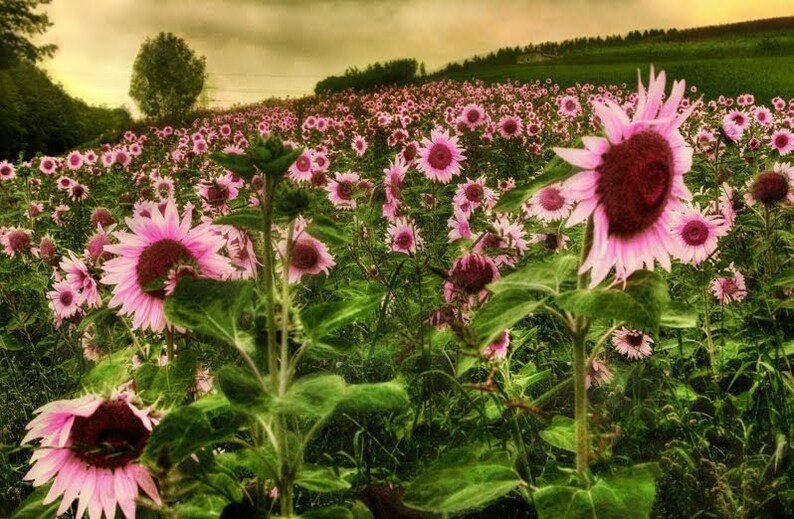 25 Seeds Pink Sunflowers Huge Planting Sunflower Garden Large Etsy UK