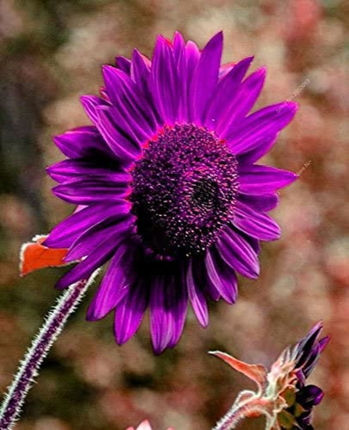 25 Purple Giant Sunflower Seeds HELIANTHUS Annus Sun Flower Etsy UK