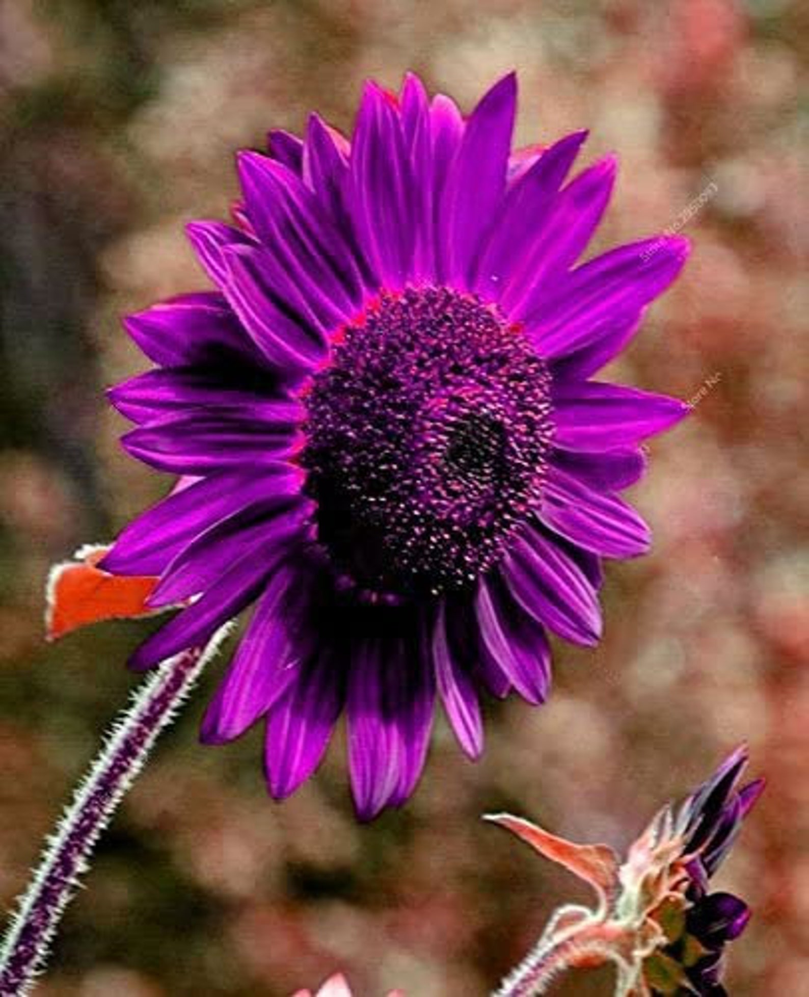 25 Purple Giant Sunflower Seeds HELIANTHUS Annus Sun Flower Etsy UK
