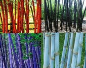 Rare Purple Blue Red BlackBamboo Seeds, Lucky Bamboo, 10pcs pack Ourdoor Plant garden to decorate Gift
