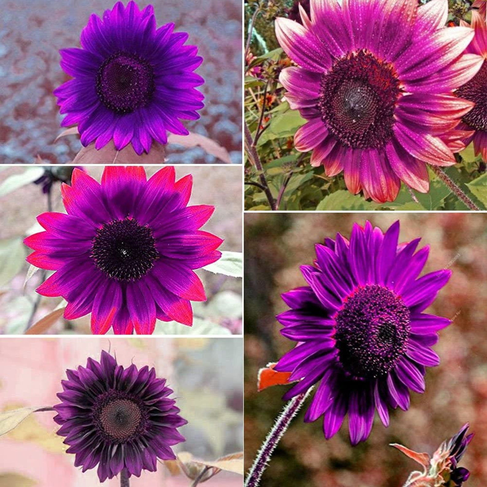 25 Purple Giant Sunflower Seeds HELIANTHUS Annus Sun Flower Etsy UK