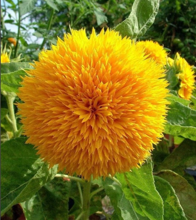 20 Dwarf Teddy Bear Sunflower Seeds Yellow Flowers Pots & Etsy UK