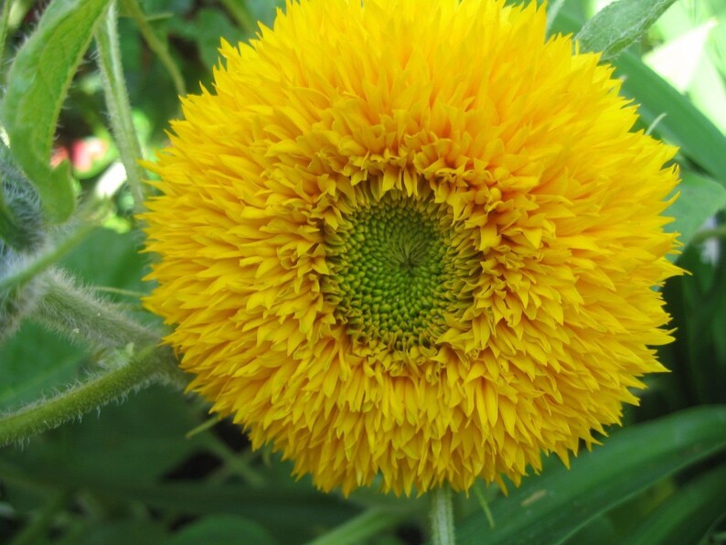 20 Dwarf Teddy Bear Sunflower Seeds Yellow Flowers Pots & Etsy UK