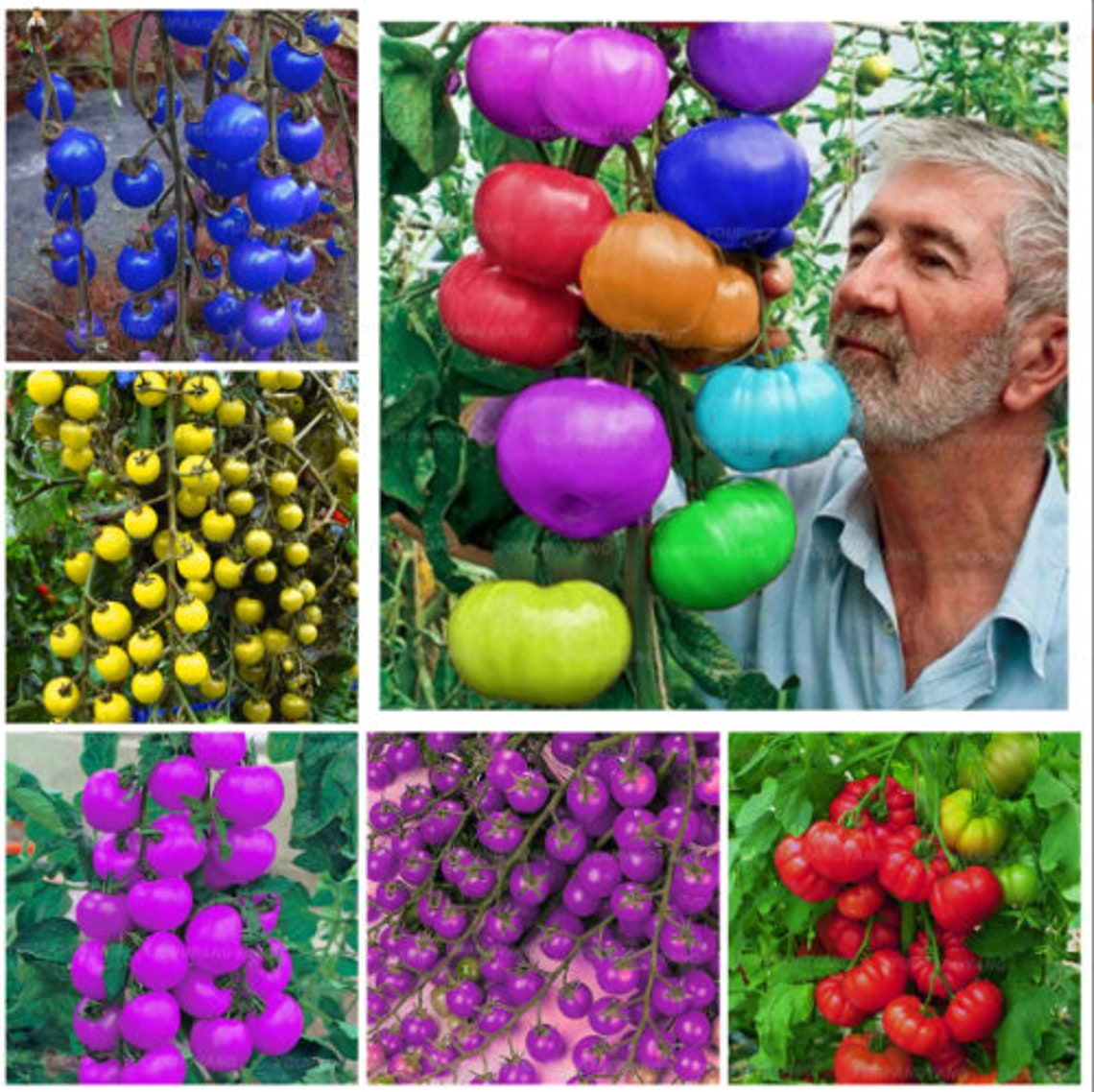 Rare Rainbow Tomato Seeds Tomatoe Seeds Vegetable Fruit Plant Etsy UK