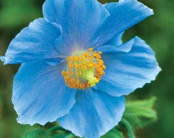 100 seeds Himalayan Tibetan Blue Poppy, Meconopsis betonicifolia Rare Blue Colour Flower Decorate your garden