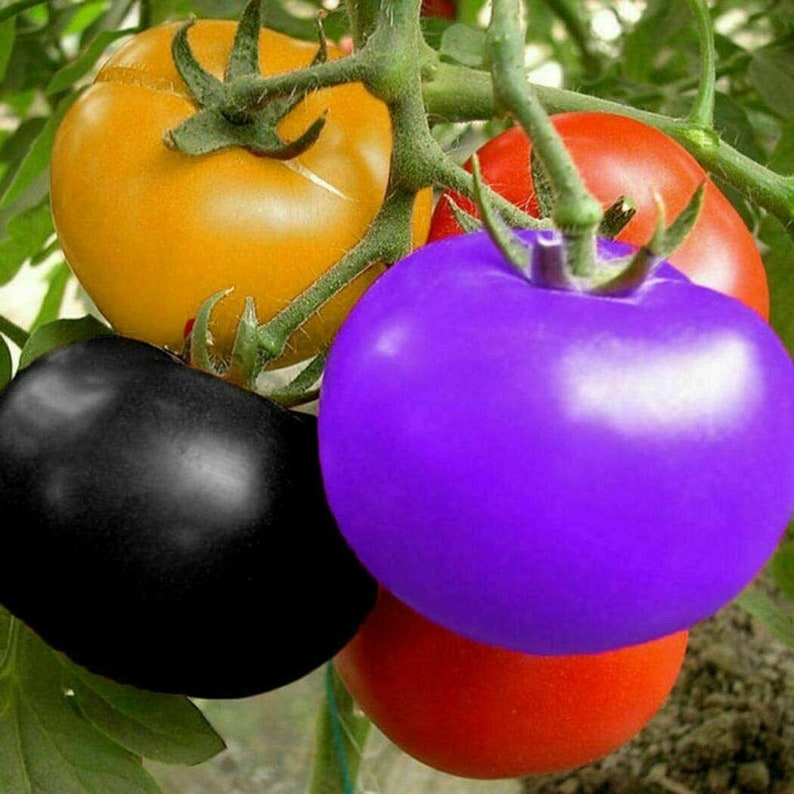 Rare Rainbow Tomato Seeds Tomatoe Seeds Vegetable Fruit Plant Etsy UK