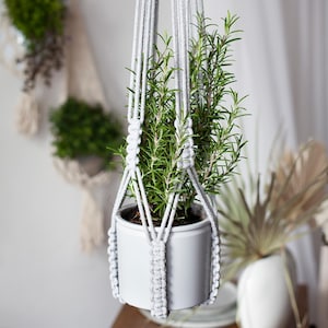 Pode incluir: Um suporte de plantas em macramé cinza-claro com padrões de nós intrincados, que suspende um vaso de cerâmica cilíndrico branco e liso contendo uma planta de alecrim verde vibrante com folhas em forma de agulha e caules lenhosos.
