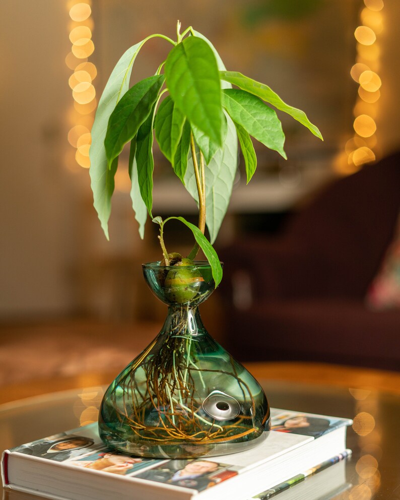 BULB Propagation Vase for Avocados Garlic Radishes Etsy