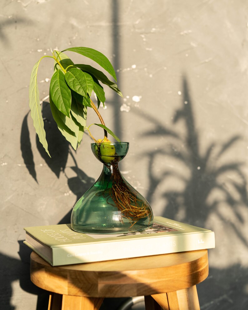 BULB Propagation Vase for Avocados Garlic Radishes Etsy