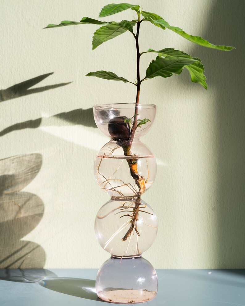 Pink Propavase Bubble Bulb Propagation Vase for Avocados Etsy UK