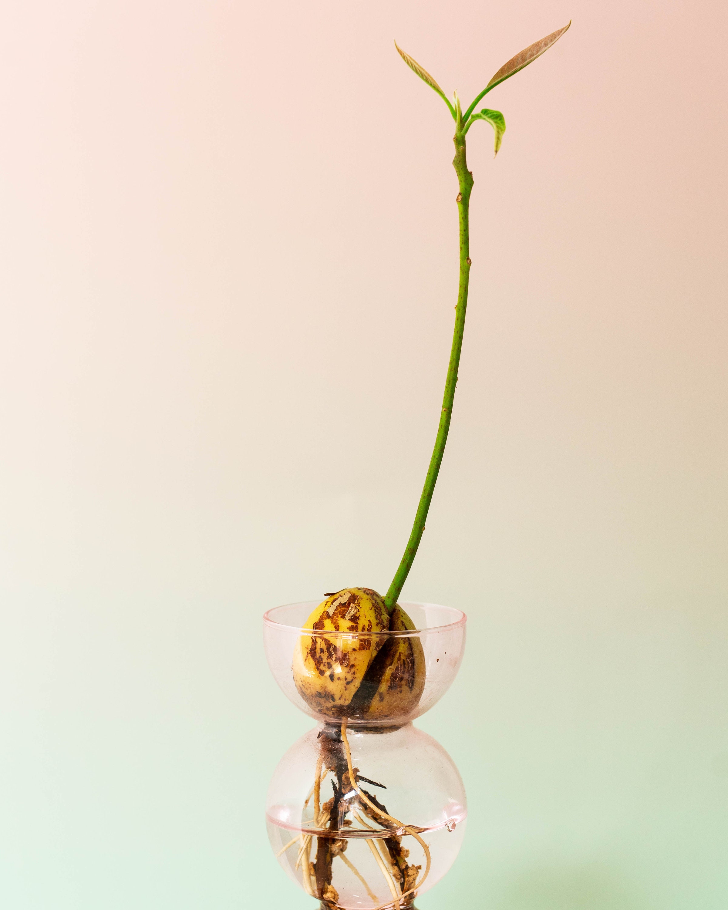 Pink Propavase Bubble Bulb Propagation Vase for Avocados Etsy UK