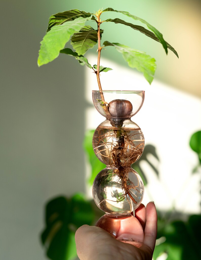 Pink Propavase Bubble Bulb Propagation Vase for Avocados Etsy UK