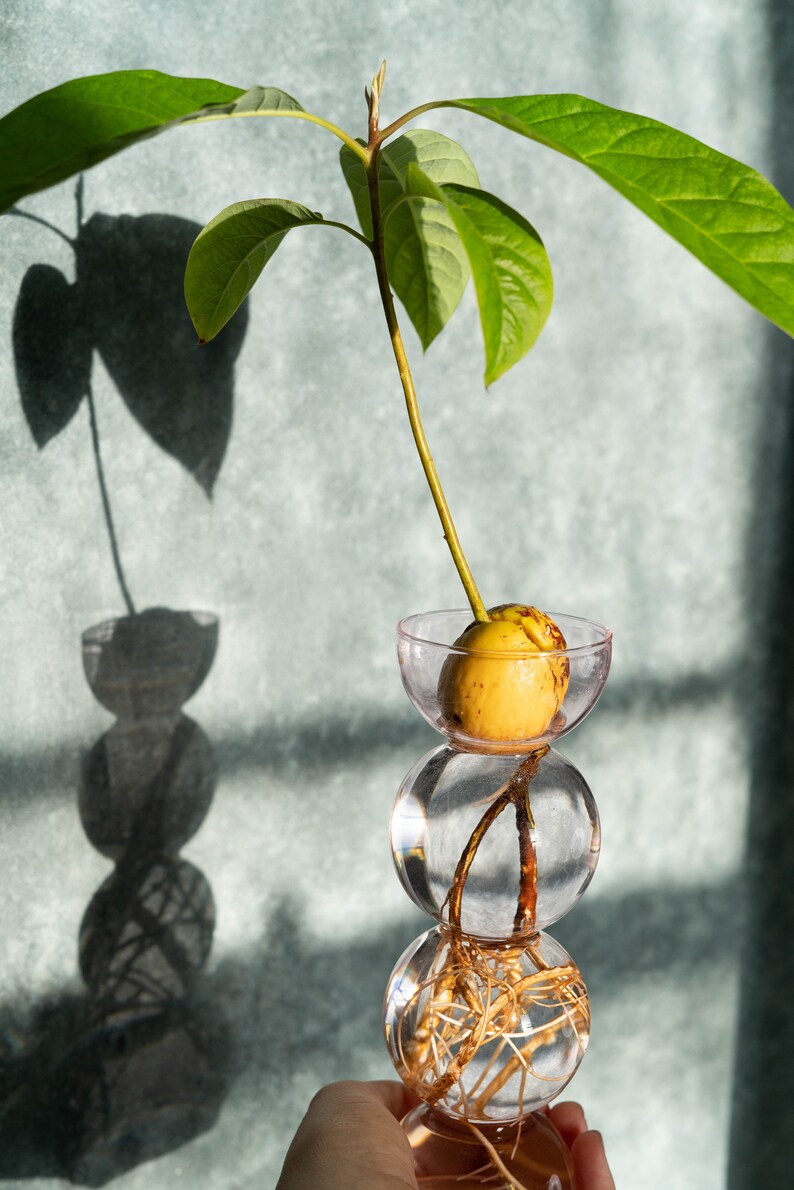 Pink Propavase Bubble Bulb Propagation Vase for Avocados Etsy UK