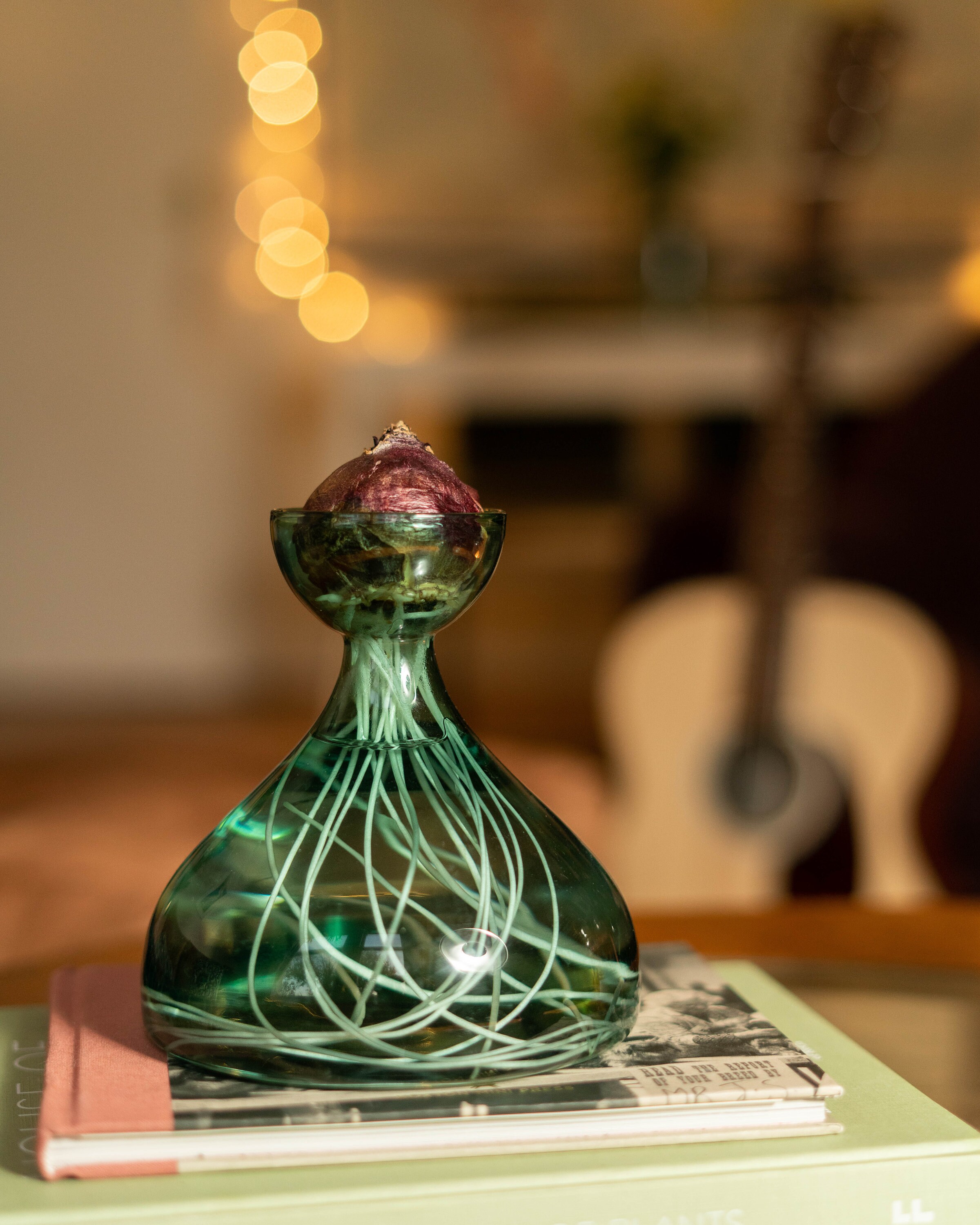 BULB Propagation Vase for Avocados Garlic Radishes Etsy