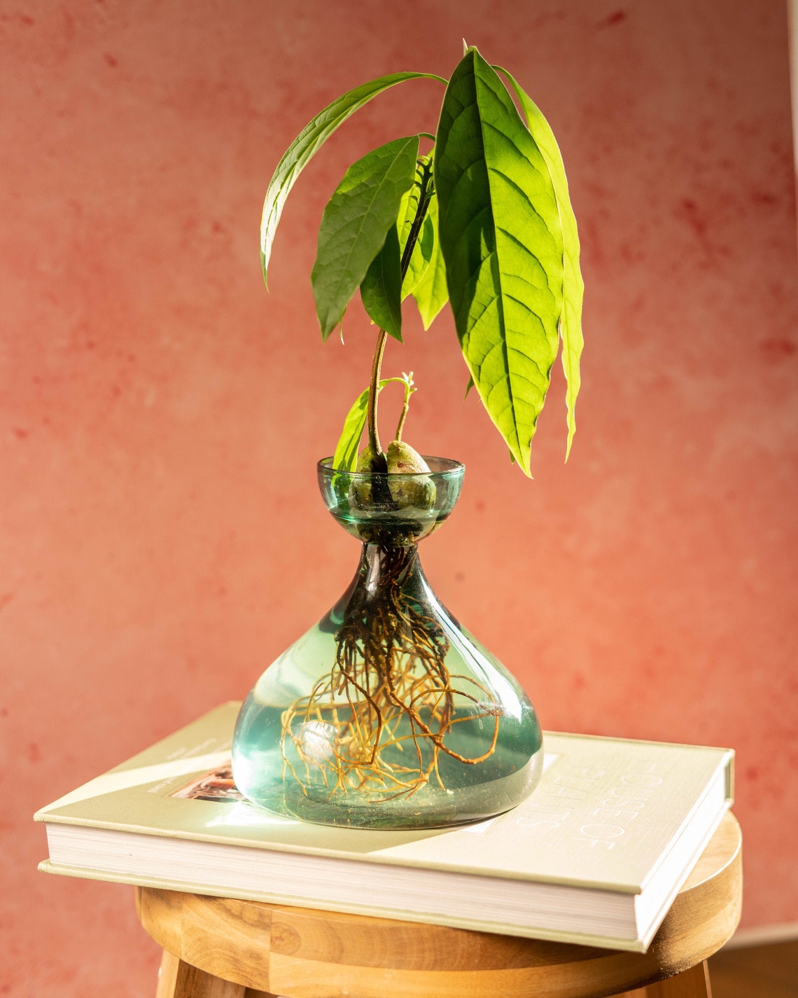 BULB Propagation Vase for Avocados Garlic Radishes Etsy